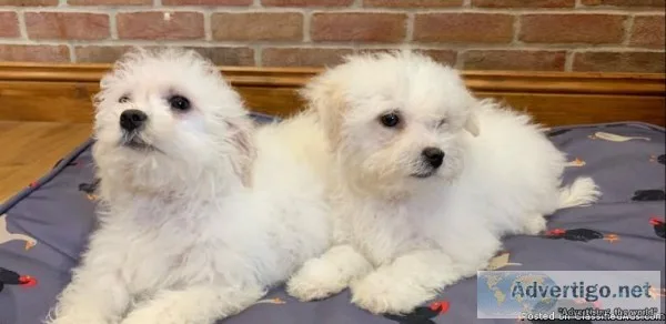 Boys and Girls Bichon Frise Pups Available Adoption