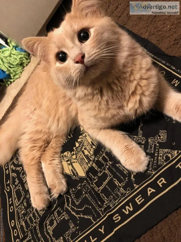 5 young catskittens to good Home (can Seperate)