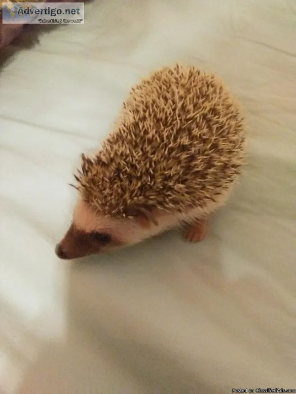 Hedgehog female