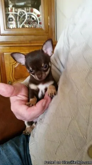 Chihuahua