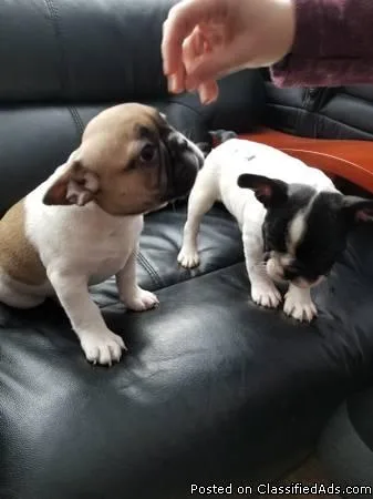 Top show quality purebred registered French bulldog pups
