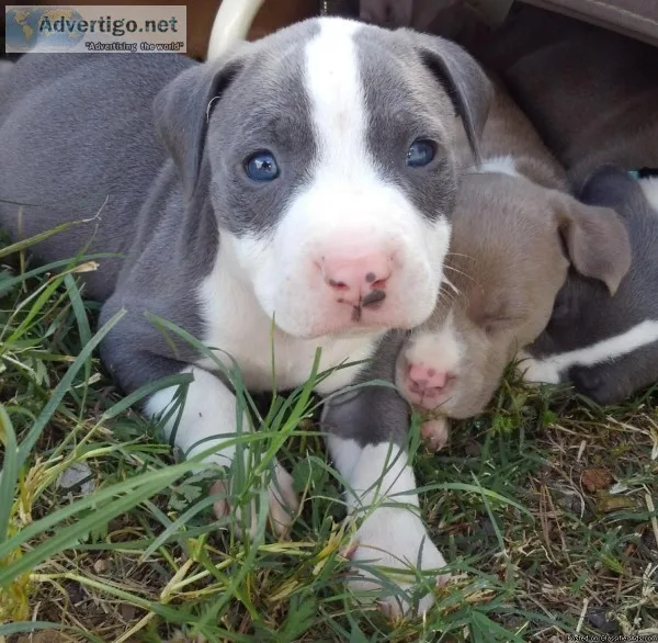 Registered Pitbull puppies