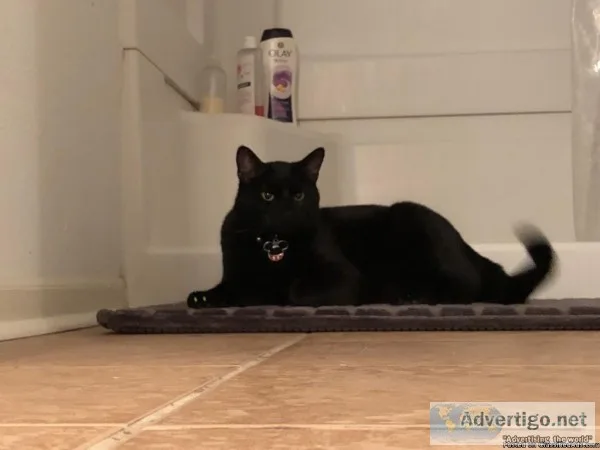 Bombay Cat needs a new home Free