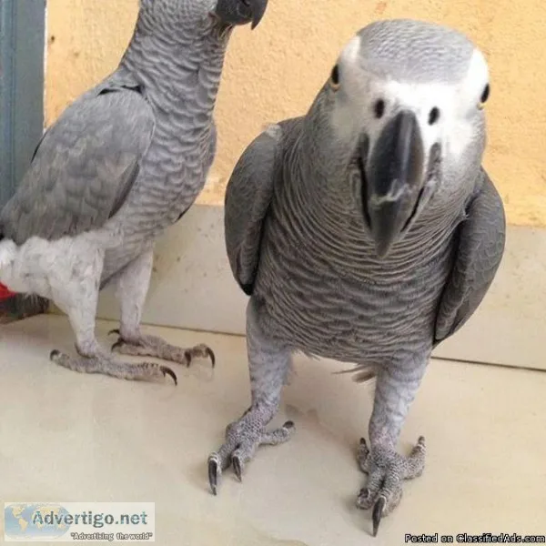 PAIR OF AFRICAN GREY PARROTS