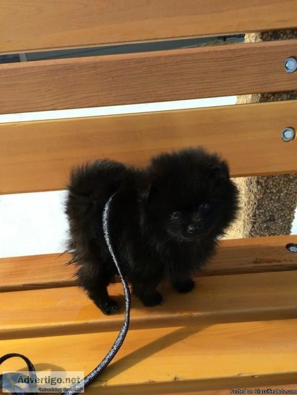 Pomeranian looking for a new family