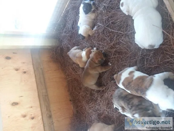 Old Englis h Bulldogge Puppies