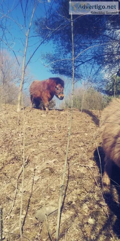 Miniature mare horse