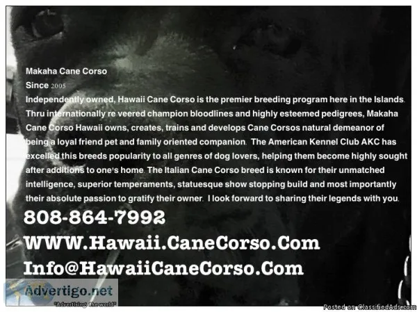 Cane Corso Puppies Italian Mastiff Hawaii Oahu Makaha