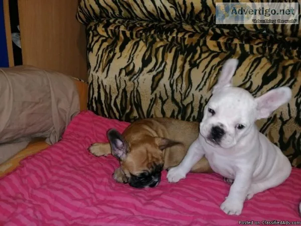 Quality French Bulldog males and females