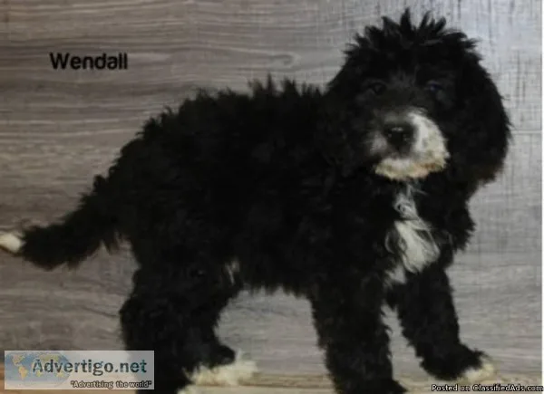Wendall Male Bernedoodle