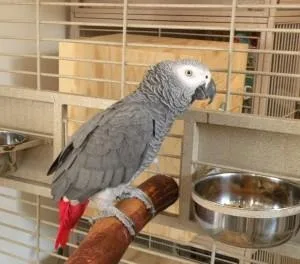 lovely male and female African grey paerrots ready now