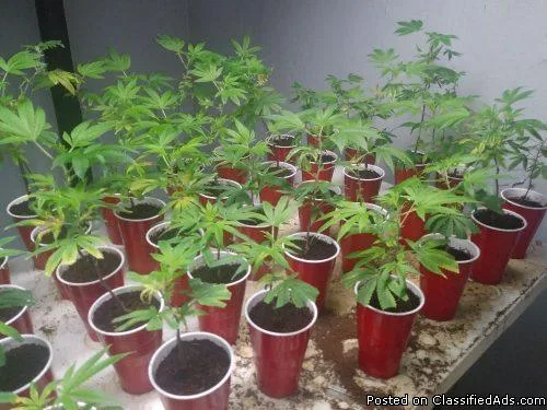 Ready To Flower