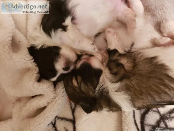 Malshi female pups