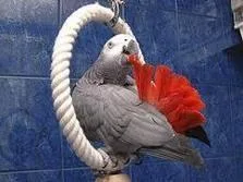 Congo African Grey Parrots Available