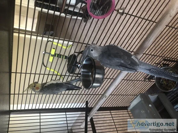cockatiels and cage