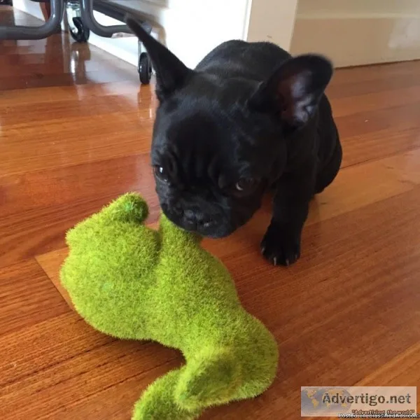 Sweetest Male AND Female French Bulldog Puppies.