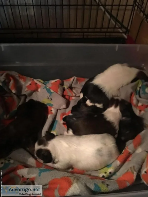 Yorkietzu Puppies CKC