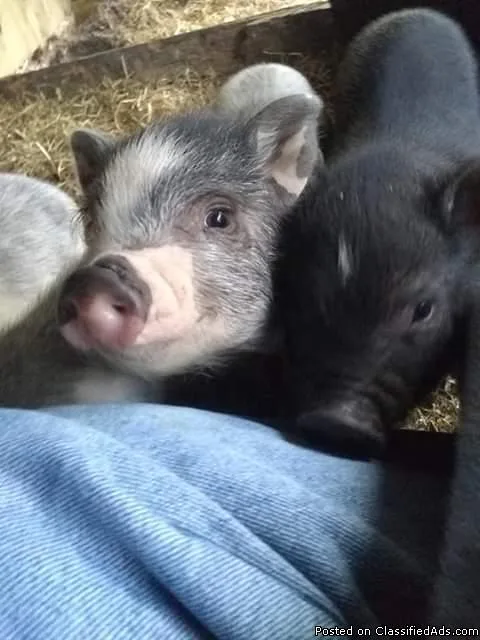 Pot belly piglets