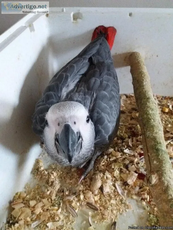 African Grey Parrot With Cage