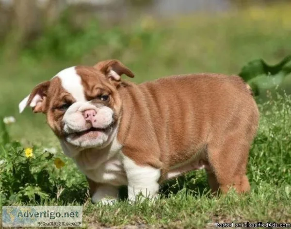 Super Sweet English bulldog pups