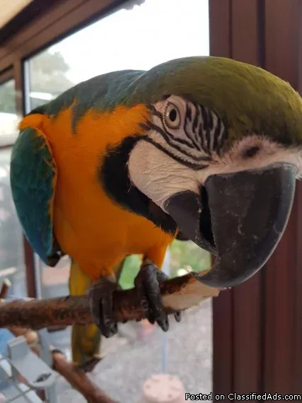 Male and female  macaw Parrots for adoption