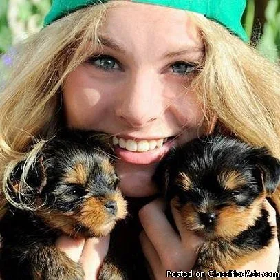 Yorkie Puppy