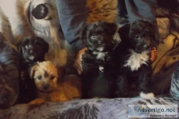 Yorkie Poodle Mix Puppies
