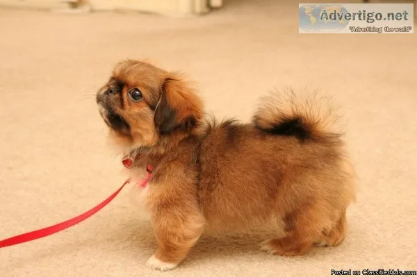 pekingese male pup ready