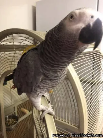 HANDREARED BABY AFRICAN GREY PARROTS WITH CITIES..