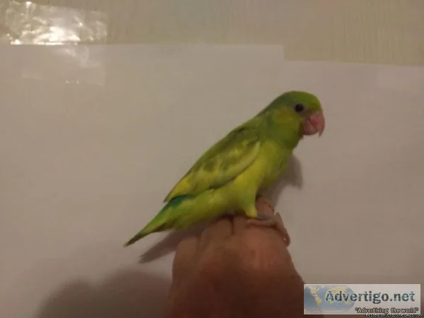 Parrotlet