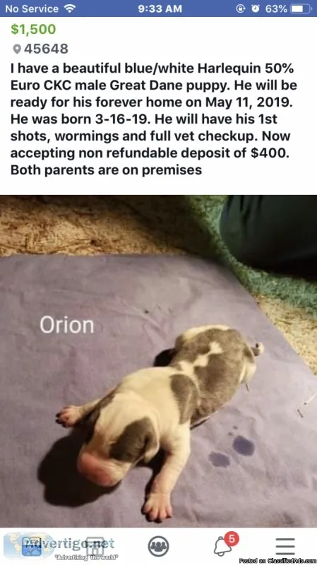 Gorgeous CKC GREAT DANE PUPPIES