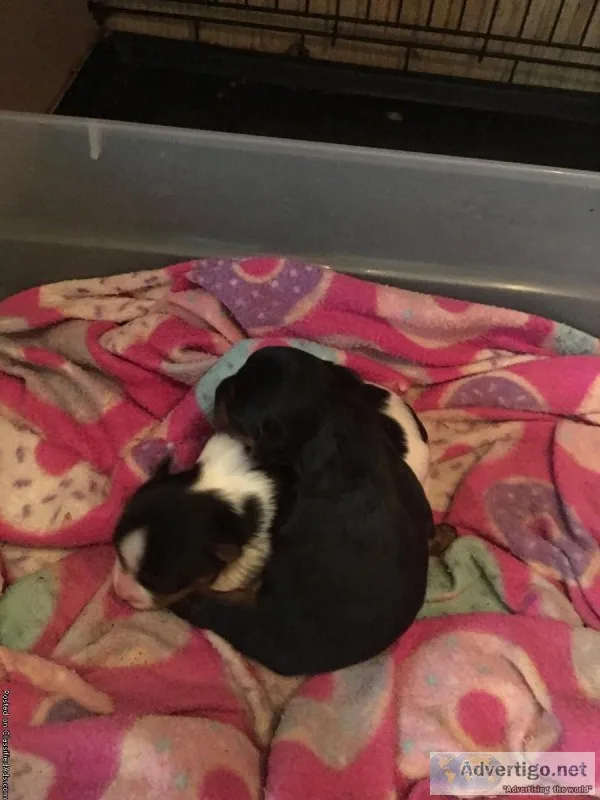 Yorkie Puppies Teacups CKC males