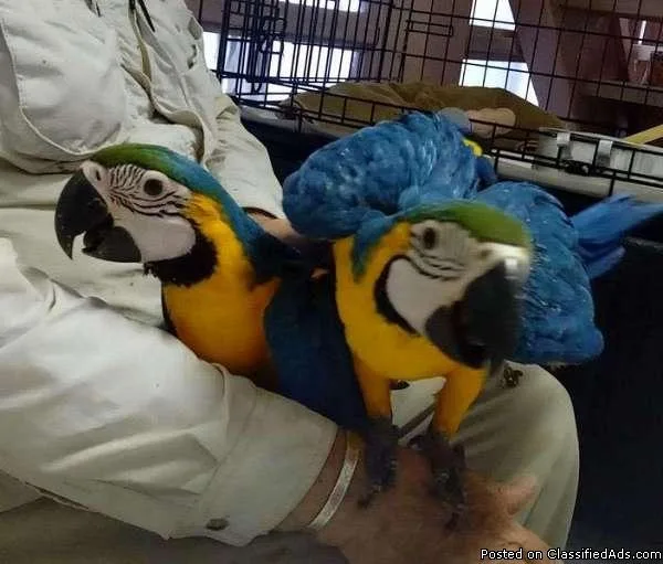 Pair Blue and Gold Macaw parrot
