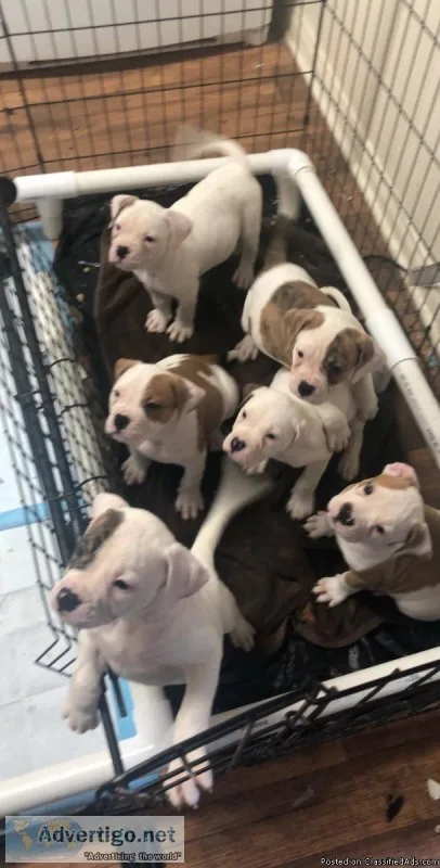 NKC American bulldogs