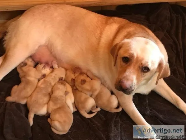 AKC Yellow Labrador Puppies