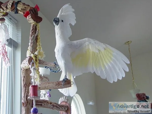 beautiful 2 year old umbrella Cockatoo