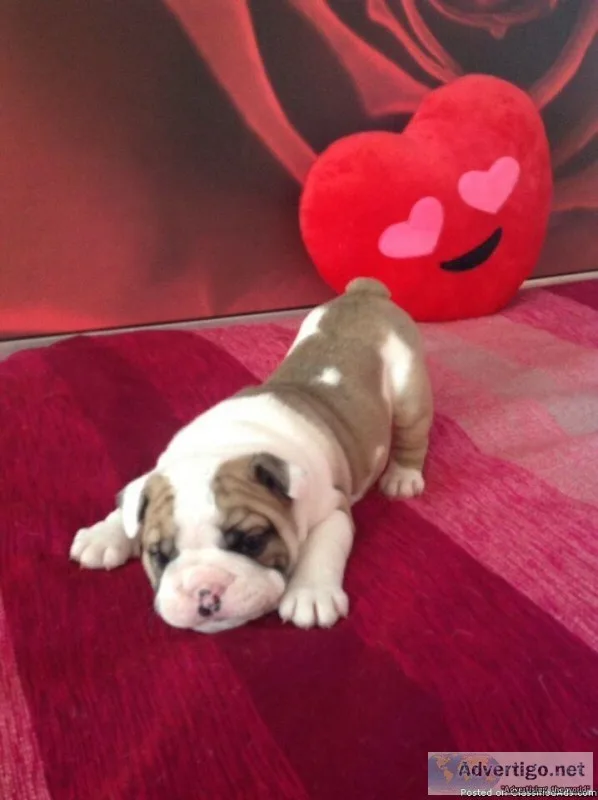 PURE BREED ENGLISH BULLDOGS GRAND CHAMPION PARENT CKC REG