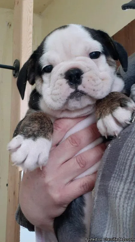 Olde English bulldog olde English bulldogge two puppies left