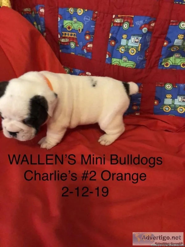 MINI BULLDOGS
