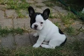 High Quality French Bulldog Puppies