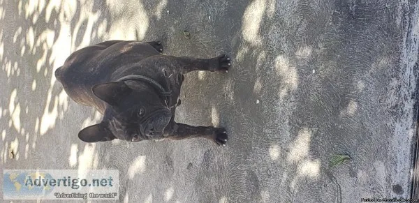 Pregnant female frenchie lost please call me at 2095640717
