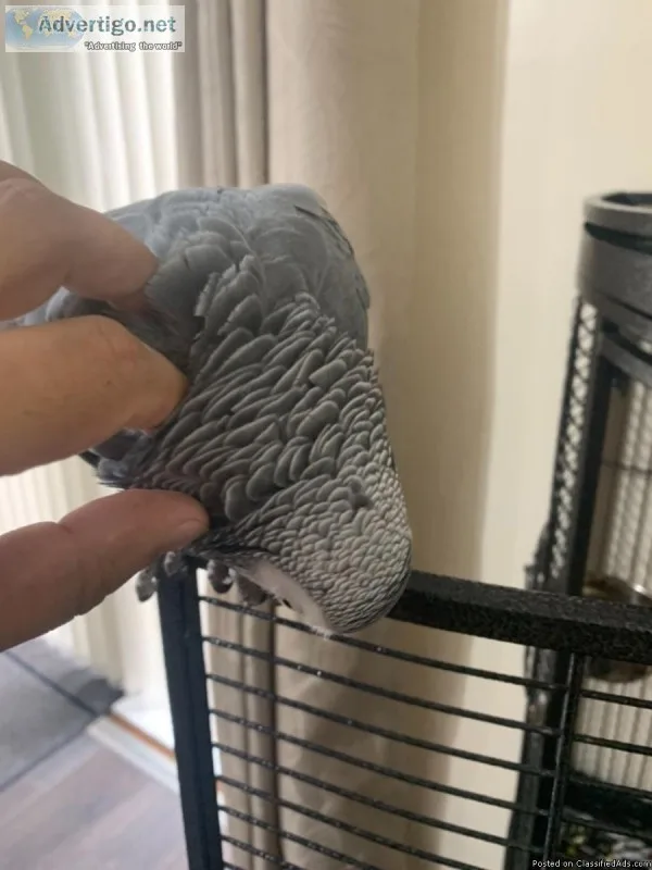Young Friendly Tame Grey For Free Adoption