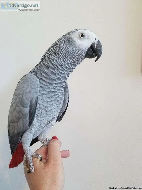 Congo African grey is currently available.