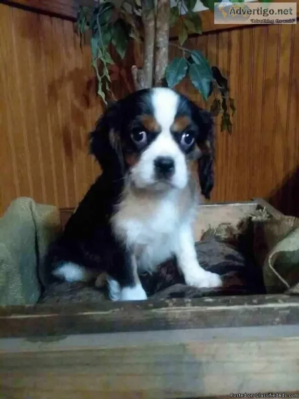 Hardison Male Cavalier King Charles Spaniel