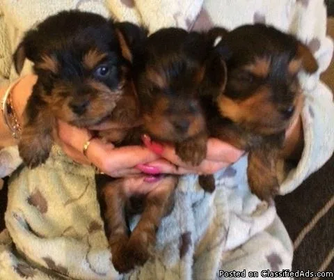 Pretty Face Yorkshire Pups Available