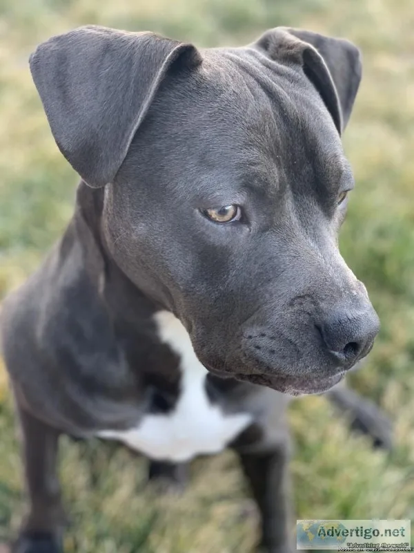 PITBULL NEEDING A NEW HOME