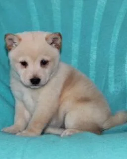 Willow Female AKC Shiba Inu