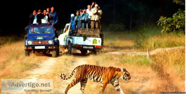wildlife tour packages in india from Spain