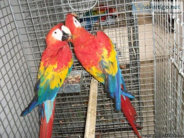 SXSXCD Scarlet Macaw Available