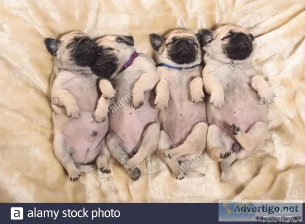 AKC Pug Puppies